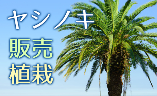 埼玉ヤシの木販売なら内田造園へ。